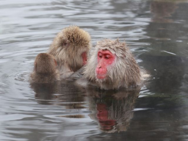 有名なスノーモンキー！お猿さんたちを見るために外国人観光客も多く訪れます♪
