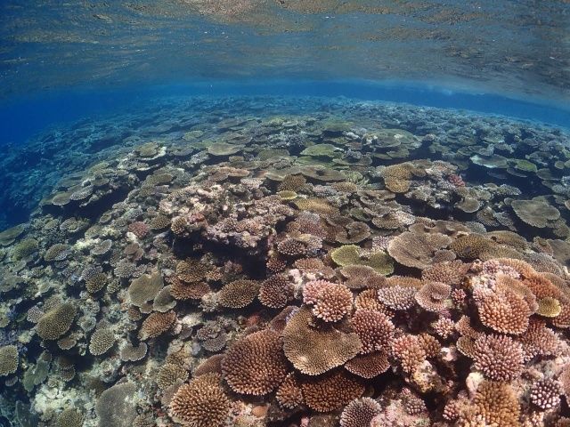 色んな海遊びが魅力でカップルや家族連れにも人気です★