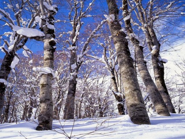 冬の越後湯沢へようこそ！