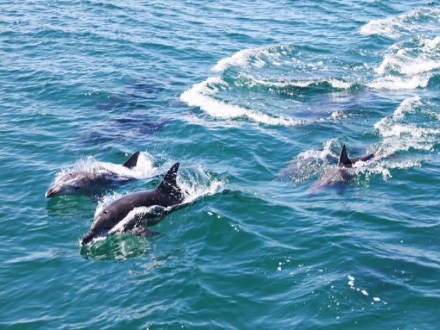 近隣には鳥羽水族館もあります♪