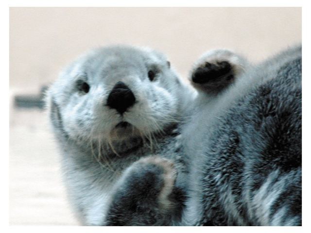 鳥羽水族館で癒されませんか？