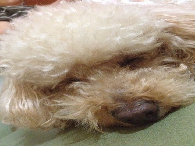 かわいいワンちゃんもたくさんです