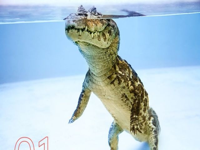 熱川バナナワニ園のメインキャラ！迫力があるワニがいます！