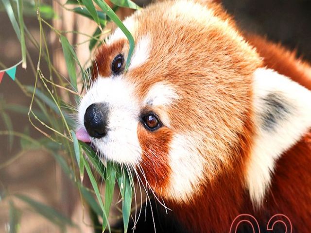 年末年始の動物園求人はココだけ♪♪