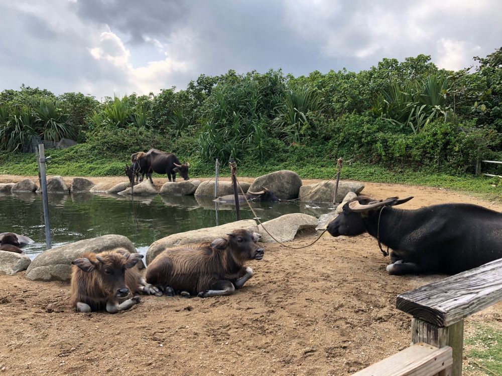由布島の亜熱帯植物園