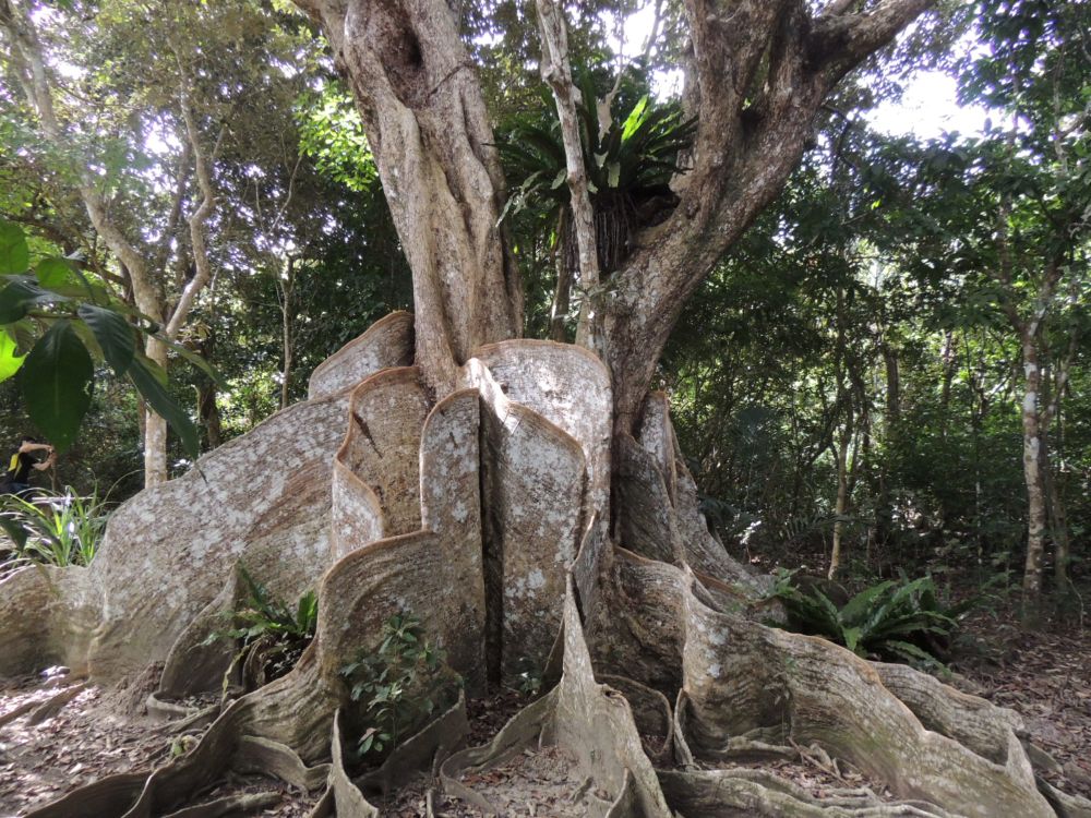 サキシマスオウノキ