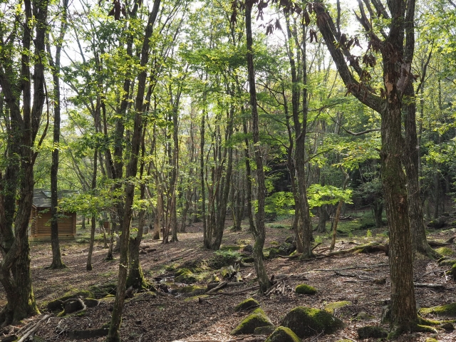 リラクシアの森