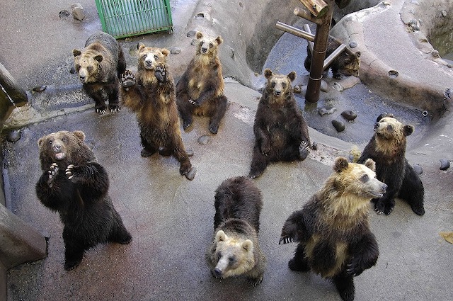 のぼりべつクマ牧場