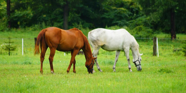 競走馬の放牧