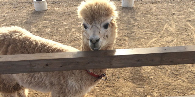 ひるがの高原 牧歌の里