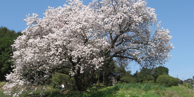 納戸料の百年桜