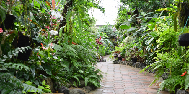 但馬高原植物園