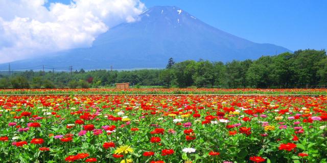 山中湖花の都公園