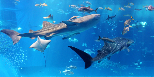 沖縄美ら海水族館