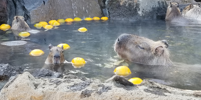 那須動物王国