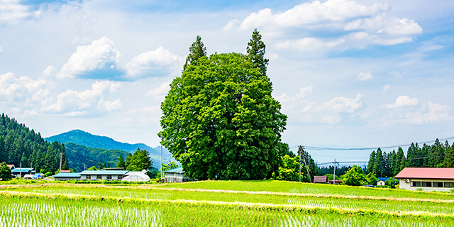 李山丹南山神（トトロの森）