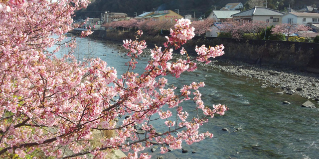 河津桜まつり