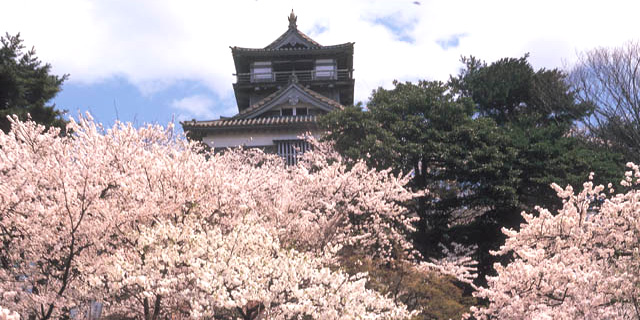 丸岡城桜まつり