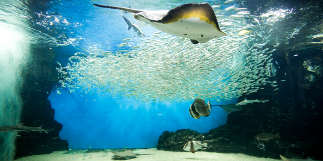 水族館