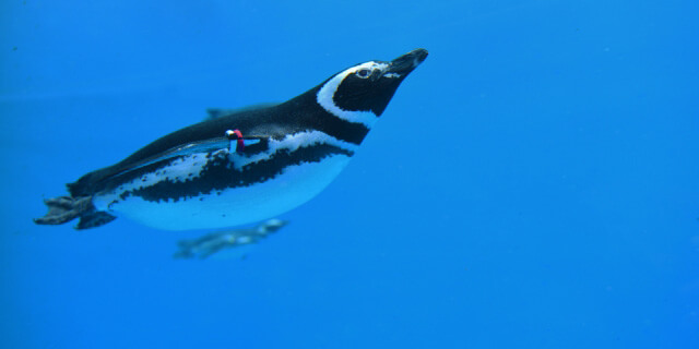 上越市立水族博物館　うみがたり