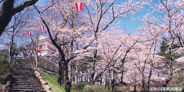 千秋公園桜まつり