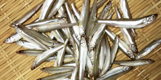 ワカサギ釣り
