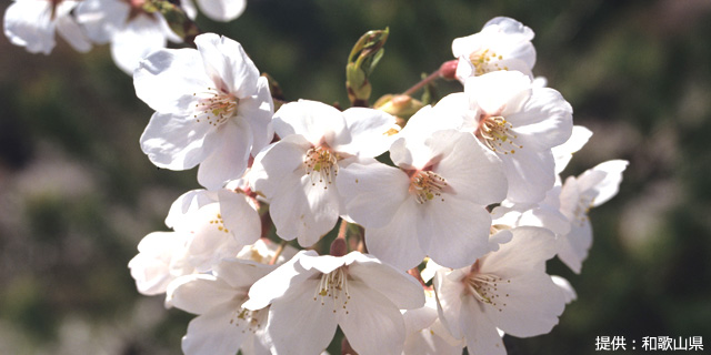 亀池桜祭り