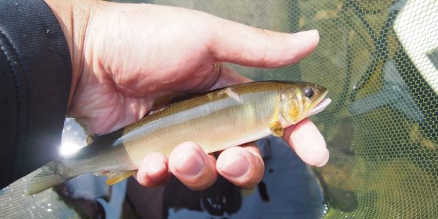 川魚