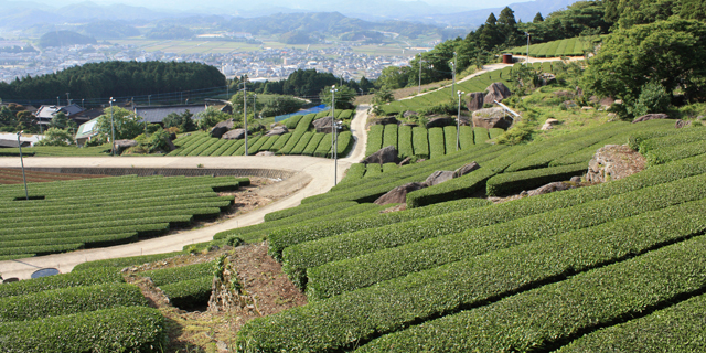 嬉野茶
