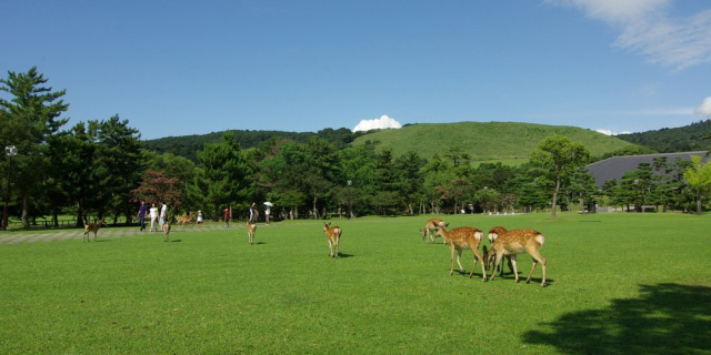 奈良公園