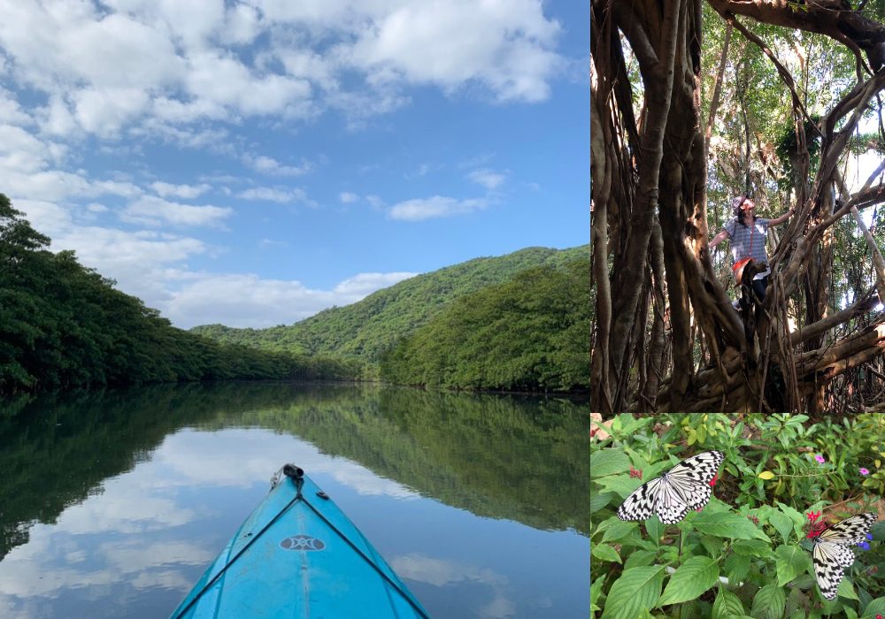 西表島の自然