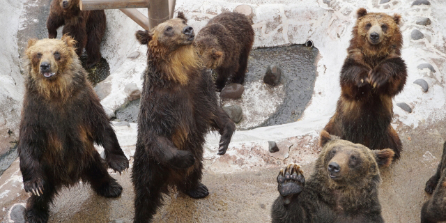 のぼりべつクマ牧場