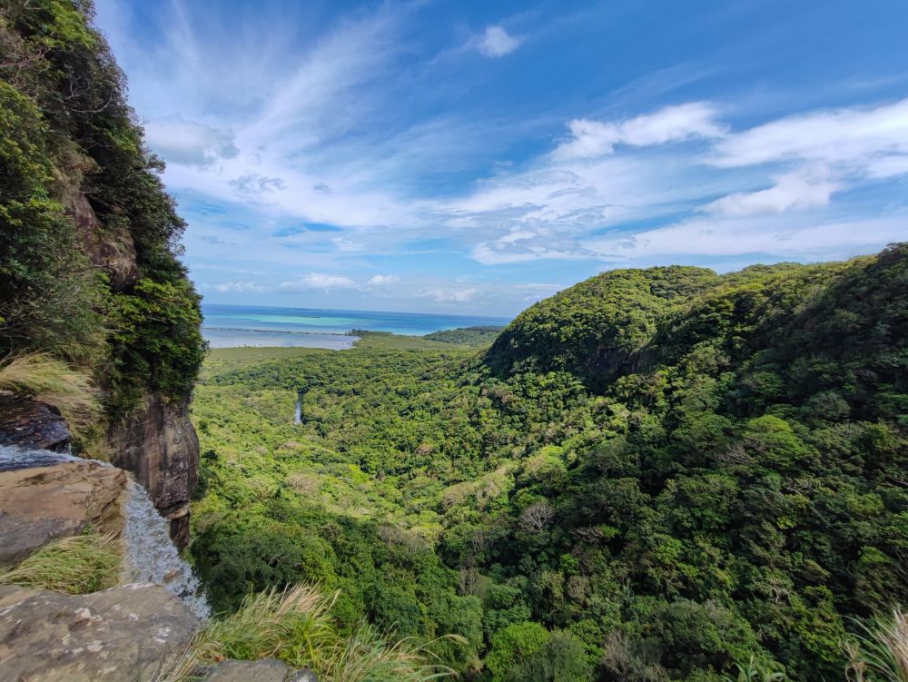 西表島のジャングル