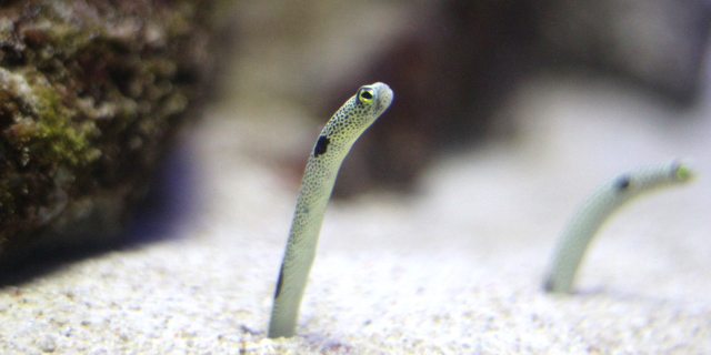 新江ノ島水族館