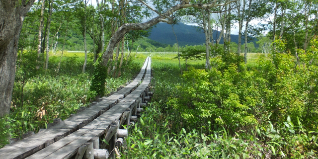 研究見本園