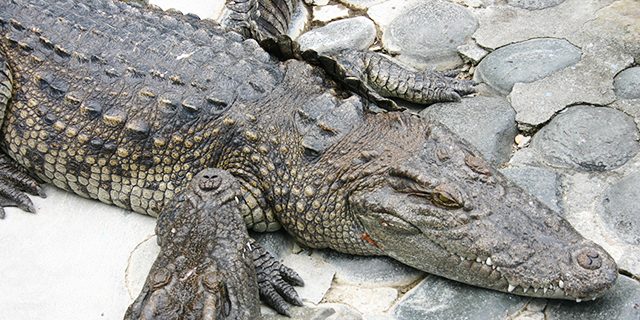 熱川バナナワニ園