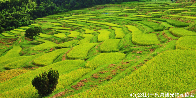 大山千枚田