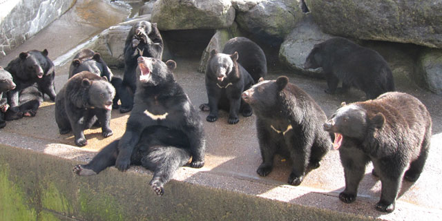 奥飛騨クマ牧場