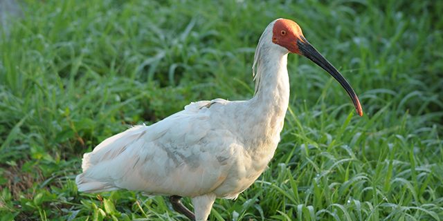 トキの森公園