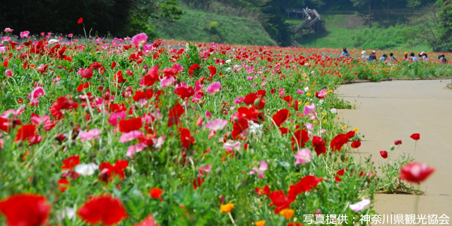 くりはま花の国