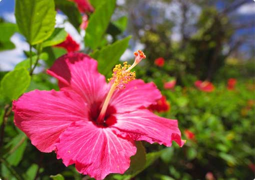 八丈島の花