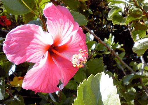 屋久島の花