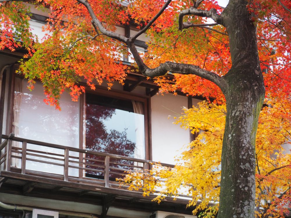 11月の紅葉