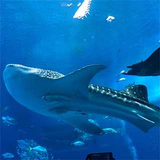 美ら海水族館のメインのジンベイザメ!温厚でとてもかわいかった〜!