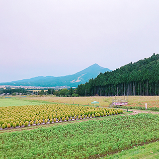 勤務地の美しいコスモス畑とコキア畑。遠くに見える磐梯山、とても眺めがよかった！