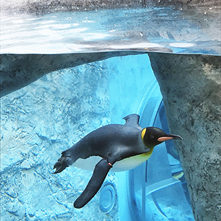 旭山動物園のペンギンが自由自在で泳ぐ姿、見れば見るほどこちらも泳ぎたくなる(笑)