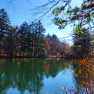 雲場池は軽井沢の人気スポット！11月に紅葉がだいぶ落ちてしまいベストシーズンに見れなくて惜しい。でも光が差した池も美しいよ。