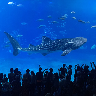 美ら海水族館にももちろん行きました！ジンベイザメの大きさには圧倒！