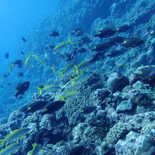 新しくとったライセンスだと潜れる深さがレベルアップ！魚の種類や海中の景色にも変化が！ダイビングの面白さを改めて実感！