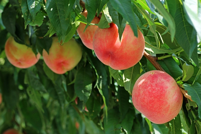 福島　イメージ